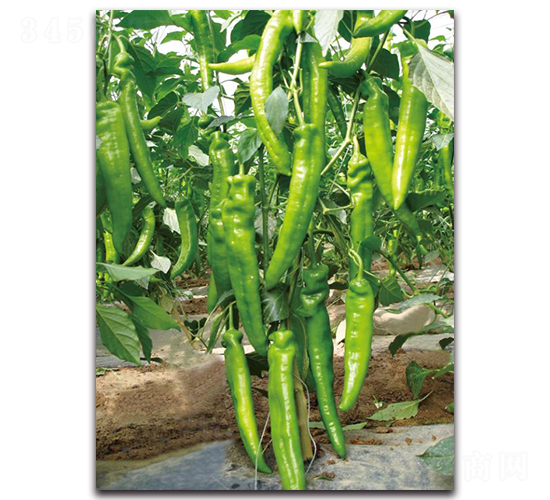 長劍5號-辣椒種子-三木種苗
