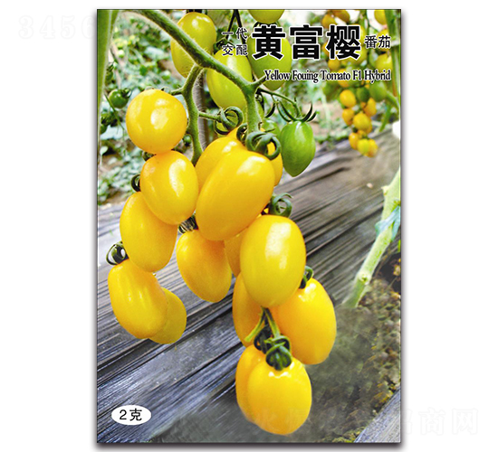 黃富櫻-番茄種子-三木種苗