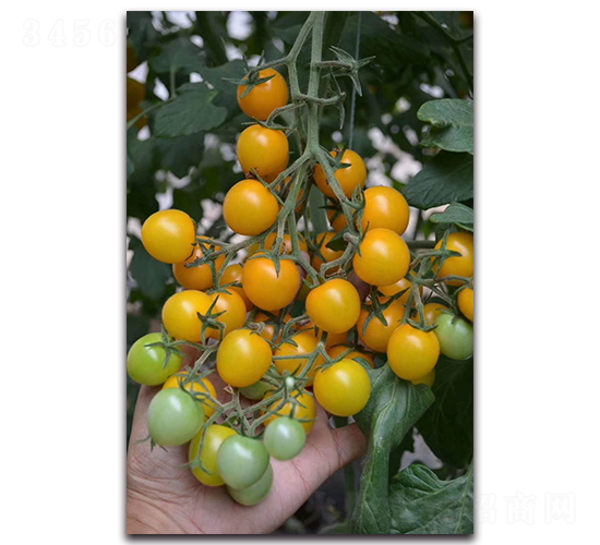 黃金珠-番茄種子-盛旺種業(yè)