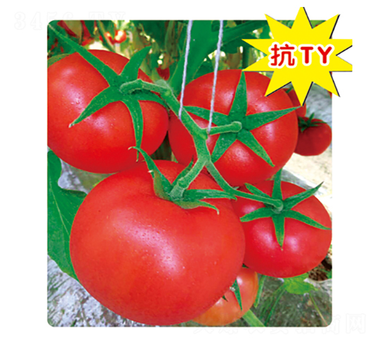 保羅-番茄種子-盛旺種業(yè)