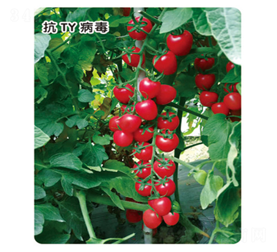 千芳107-番茄種子-盛旺種業(yè)