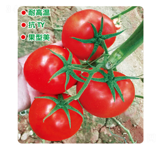 盈邦達(dá)845-番茄種子-盛旺種業(yè)
