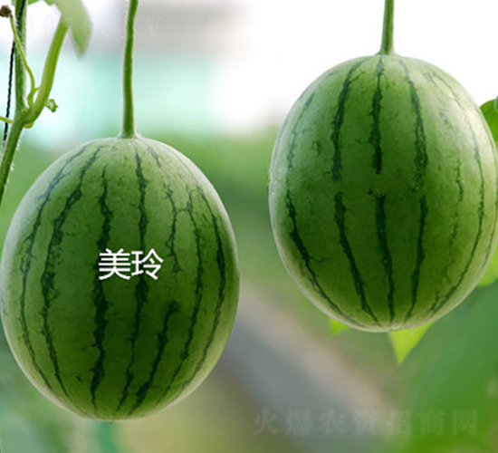 美玲-西瓜種子-盛旺種業(yè)