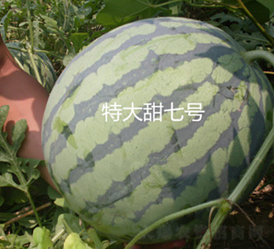 特大甜七號-西瓜種子-盛旺種業(yè)