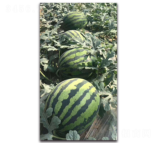 寒友8k-西瓜種子-盛旺種業(yè)