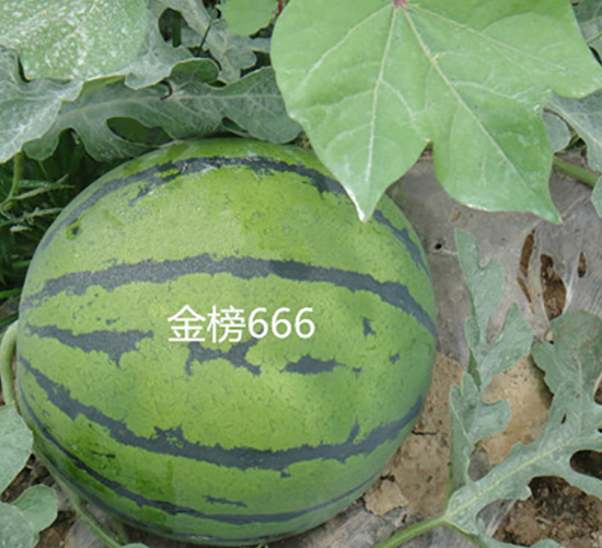 金榜666-西瓜種子-盛旺種業(yè)
