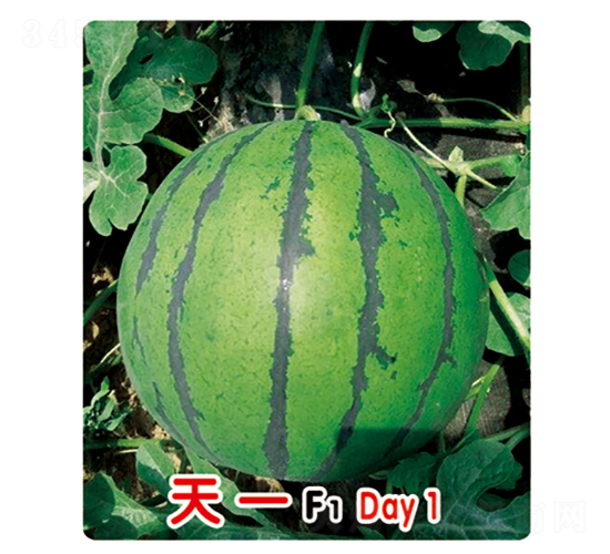 天一F1-西瓜種子-盛旺種業(yè)