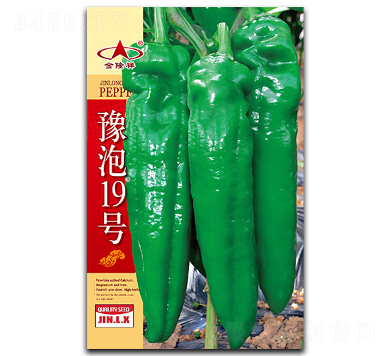 豫泡19號(hào)-辣椒種子-金隆祥