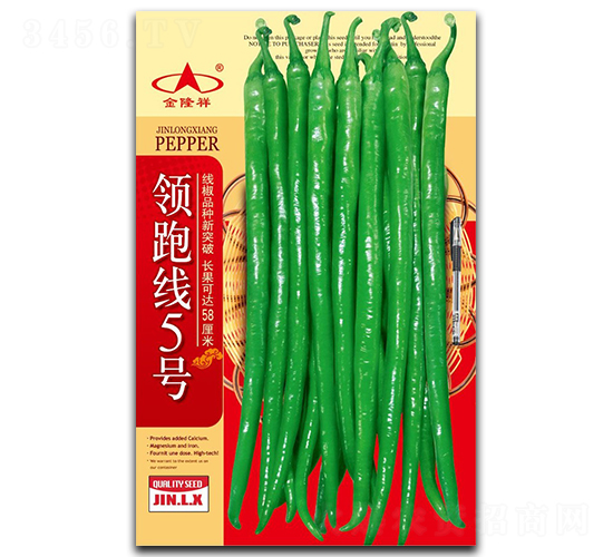 領跑線5號-辣椒種子-金隆祥