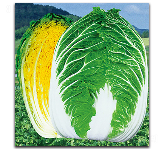 金清黃芯二號-白菜種子-金脈農(nóng)業(yè)