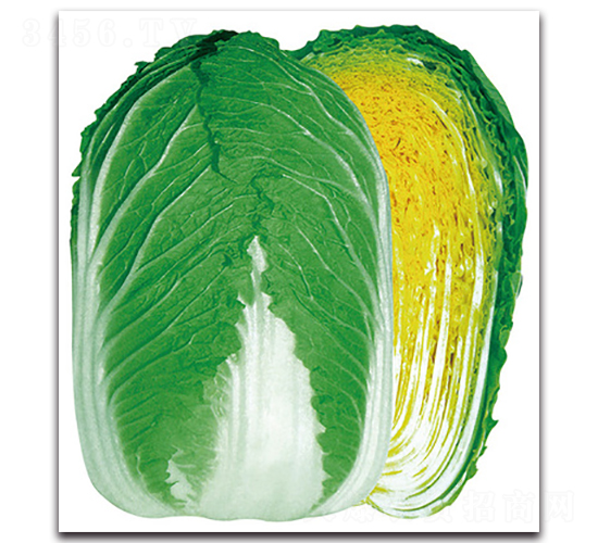 金脈二號(hào)-白菜種子-金脈農(nóng)業(yè)