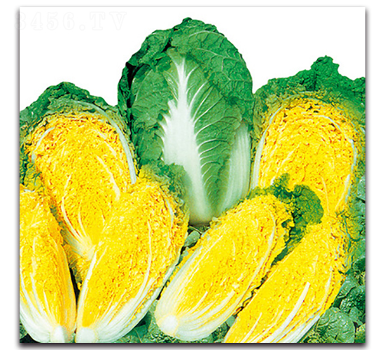 大綠黃迷你-白菜種子-金脈農(nóng)業(yè)