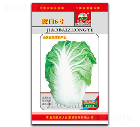 膠白6號(hào)-白菜種子-膠白