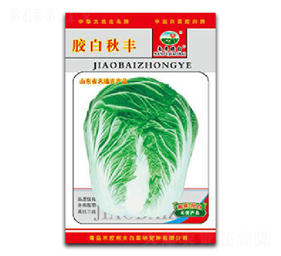膠白秋豐-白菜種子-膠白