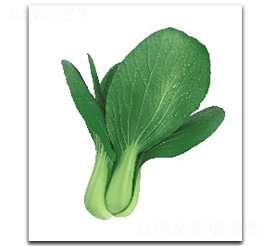 華夏紅3號青梗菜-青梗菜種子-科翔種業(yè)