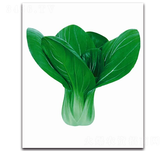 冬升12號青梗菜-青梗菜種子-科翔種業(yè)