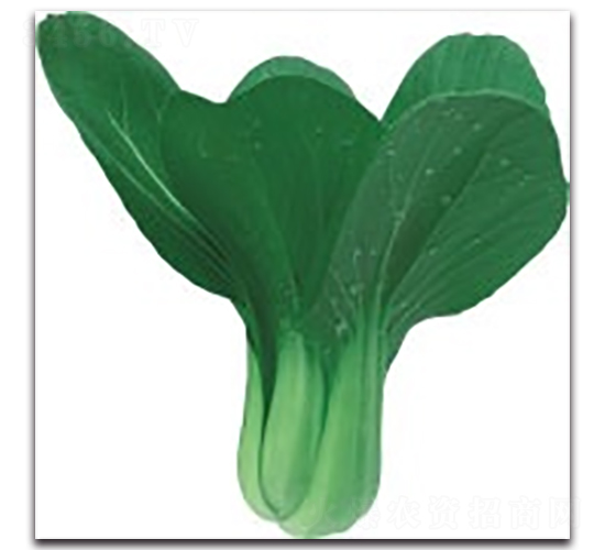 愛夏3號-青梗菜種子-科翔種業(yè)