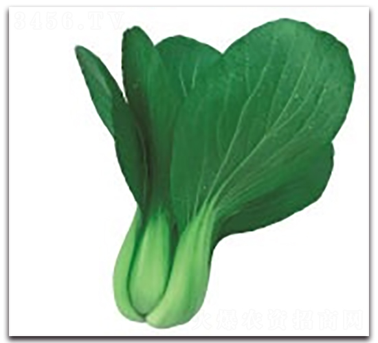 愛(ài)夏2號(hào)-青梗菜種子-科翔種業(yè)