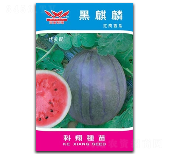 黑麒麟-西瓜種子-科翔種業(yè)