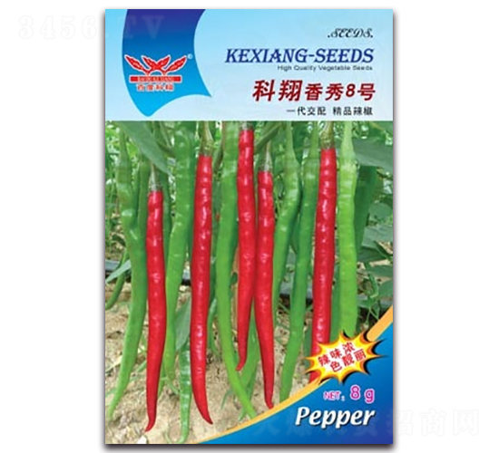 科翔香秀8號-辣椒種子-科翔種業(yè)