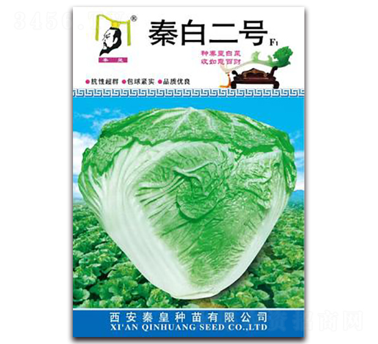 秦白二號F1-白菜種子-秦皇