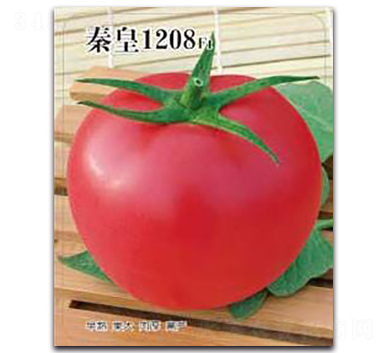 秦皇1208F1-番茄種子-秦皇
