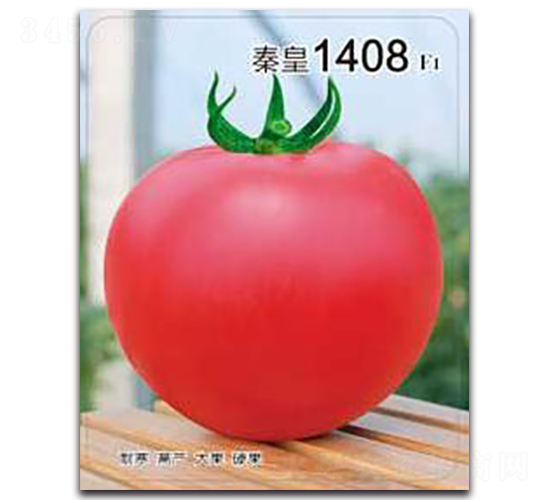 秦皇1408F1-番茄種子-秦皇