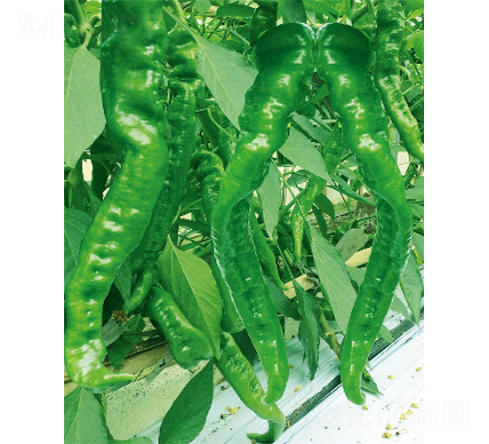 首椒五號(hào)-辣椒種子-威爾
