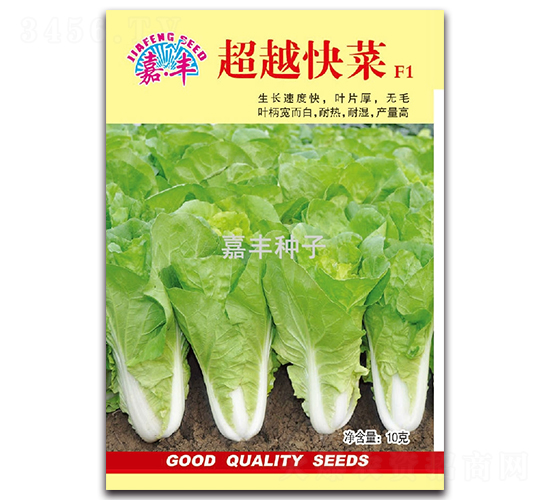 超越快菜F1-白菜種子-嘉豐種子