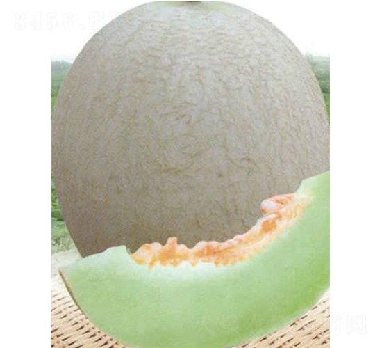 威爾蜜四號(hào)-甜瓜種子-威爾