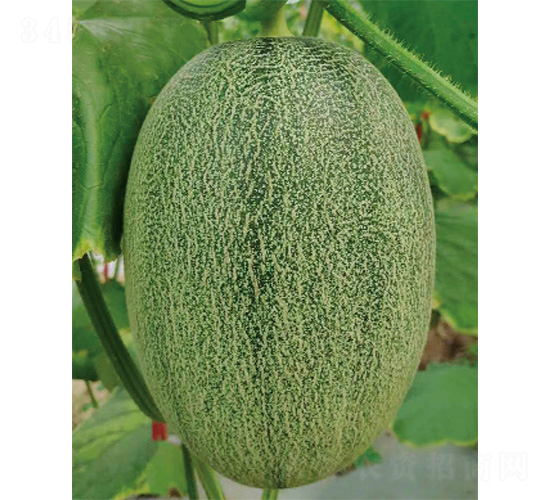 威爾蜜25號-甜瓜種子-威爾