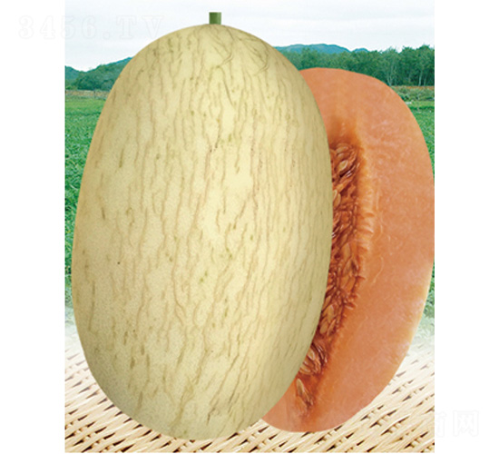 威爾蜜21號(hào)-甜瓜種子-威爾