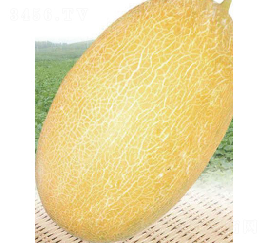 威爾蜜20號-甜瓜種子-威爾