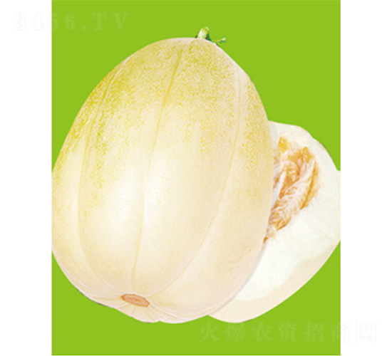 京豐八號(hào)-甜瓜種子-威爾