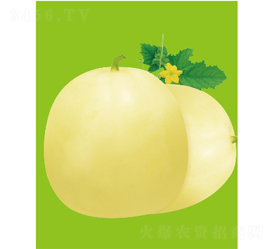 金寶19-甜瓜種子-威爾