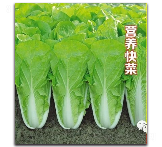 營養(yǎng)快菜-白菜種子-申榮農業(yè)