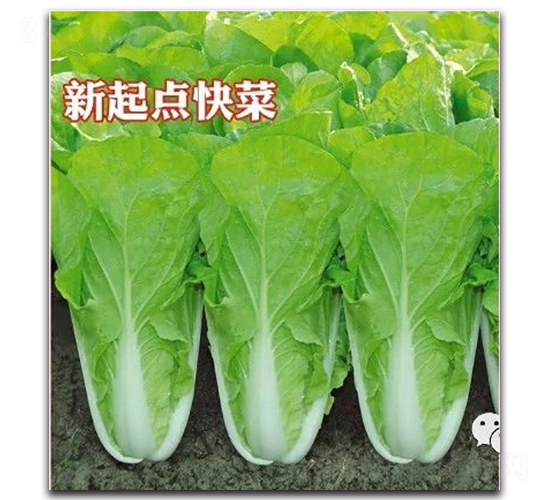 新起點快菜-白菜種子-申榮農(nóng)業(yè)