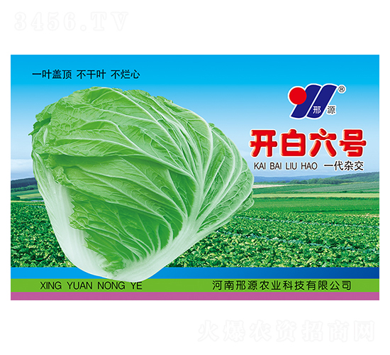 開白六號(hào)-白菜種子-邢源農(nóng)業(yè)