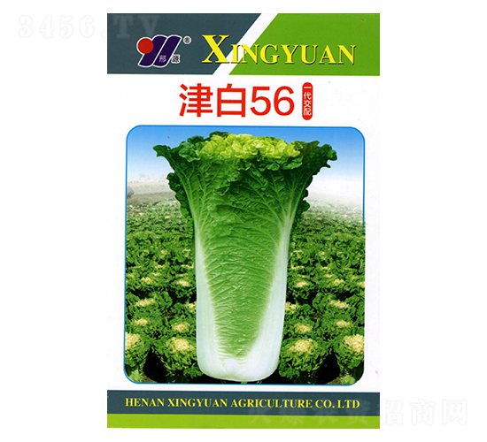津白56-白菜種子-邢源農業(yè)