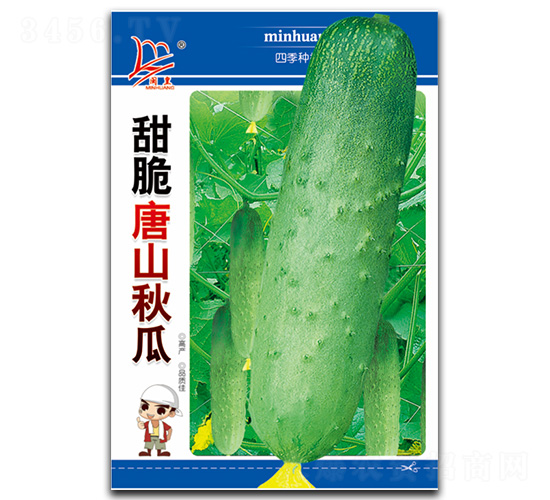 甜脆唐山秋瓜-秋瓜種子-閩皇種業(yè)