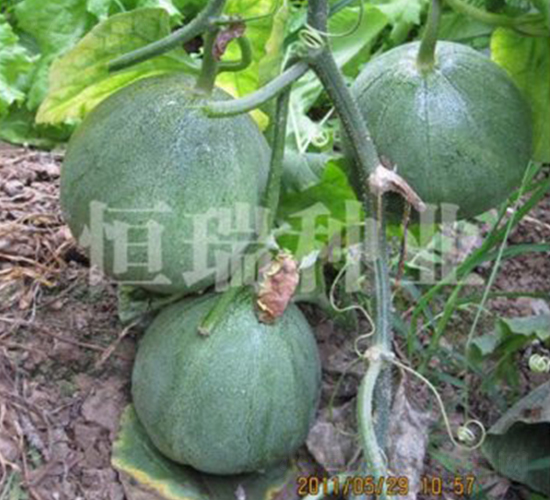 綠如意-甜瓜種子-恒瑞種業(yè)