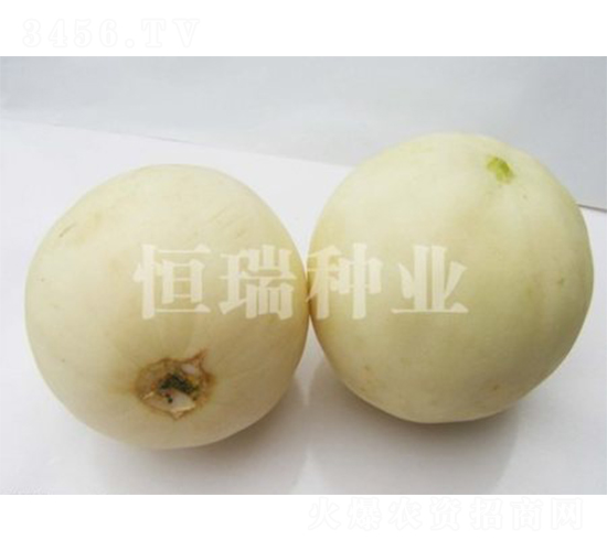 瑞雪-甜瓜種子-恒瑞種業(yè)