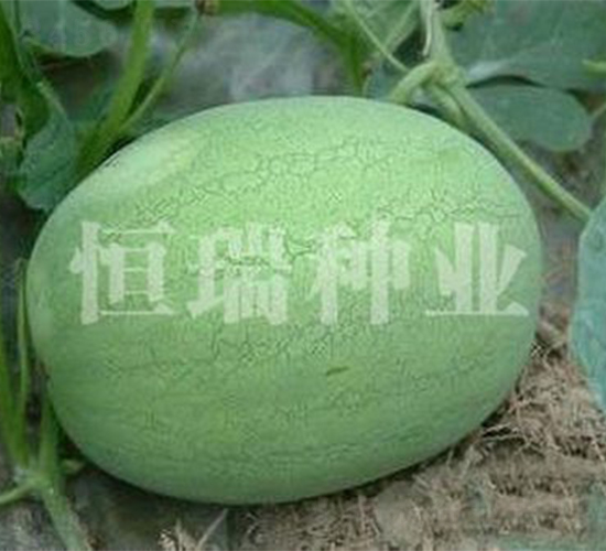 皇貴妃-西瓜種子-恒瑞種業(yè)