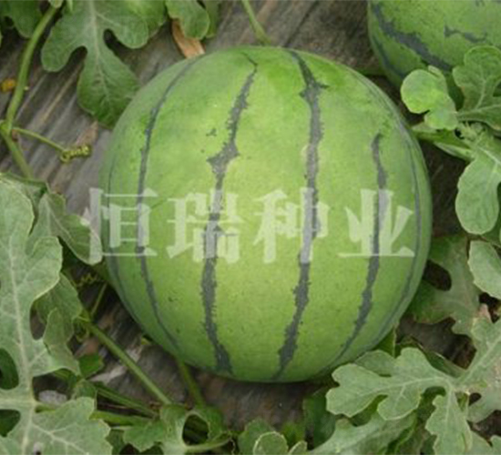 鳳王-西瓜種子-恒瑞種業(yè)