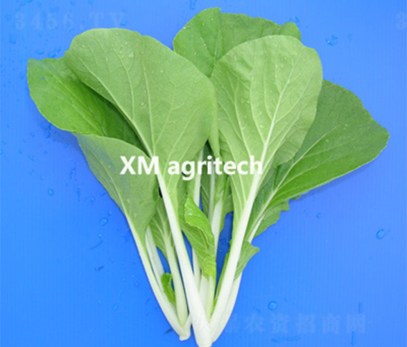 夏妃小白菜-小白菜種子-夏農(nóng)農(nóng)業(yè)