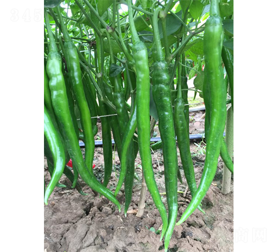豐產(chǎn)美辣13號-辣椒種子-廣州亞蔬