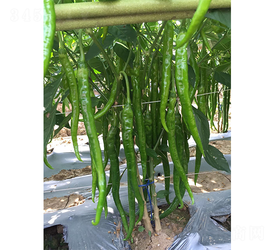 豐產(chǎn)美辣19號(hào)-辣椒種子-廣州亞蔬