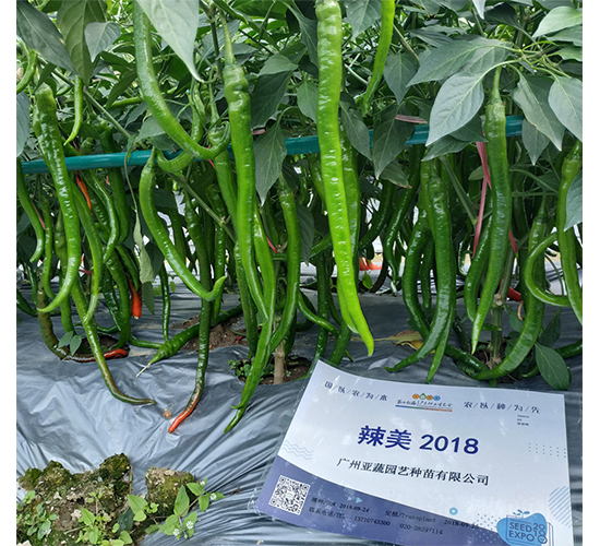 辣美2018-辣椒種子-廣州亞蔬