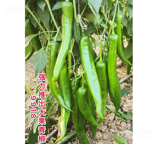 大果青椒9918-辣椒種子-廣州亞蔬