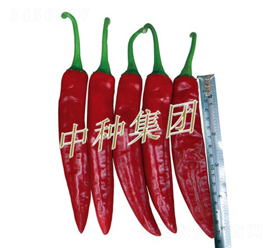 興源818-辣椒種子-中種集團(tuán)